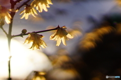 夕陽に輝く