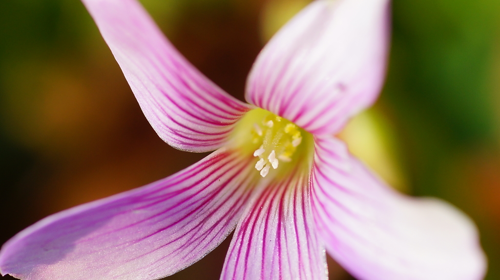 70mmMacro　テスト撮影してみた。その１