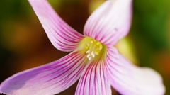 70mmMacro　テスト撮影してみた。その１