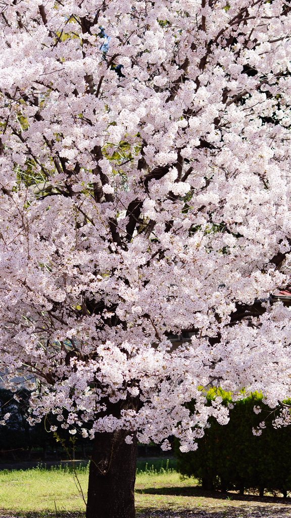 シリーズ桜21：アマノガワ（天の川）