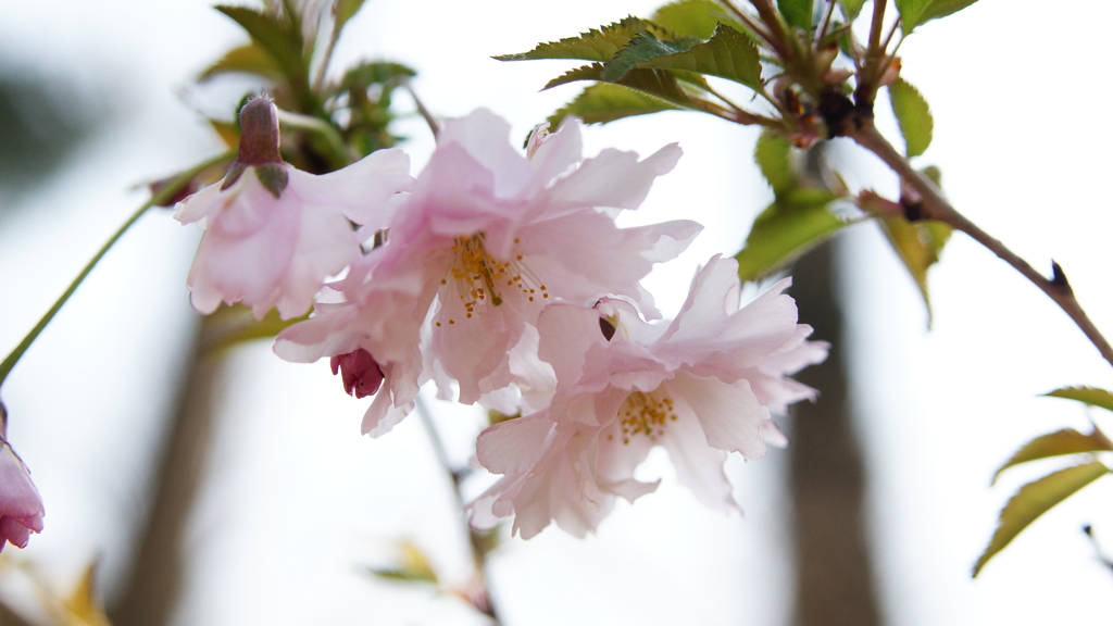 シリーズ桜32：オシドリサクラ（鴛鴦桜）