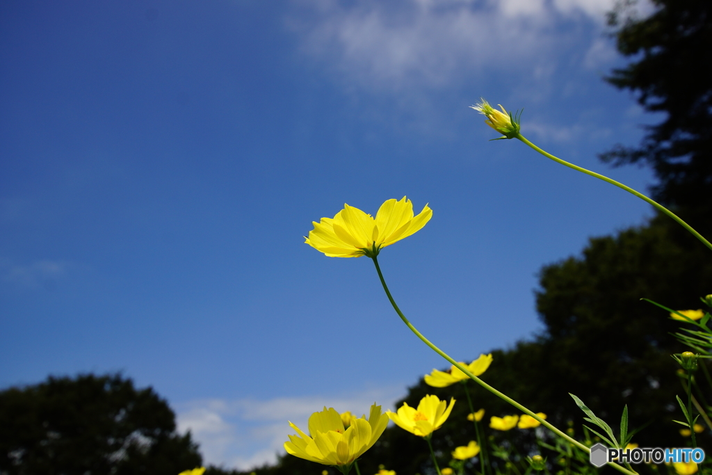 昭和記念公園　コスモス