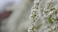 春の花たちをマクロで－２