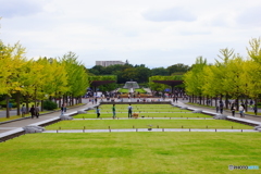 色づき始めた、立川・昭和記念公園