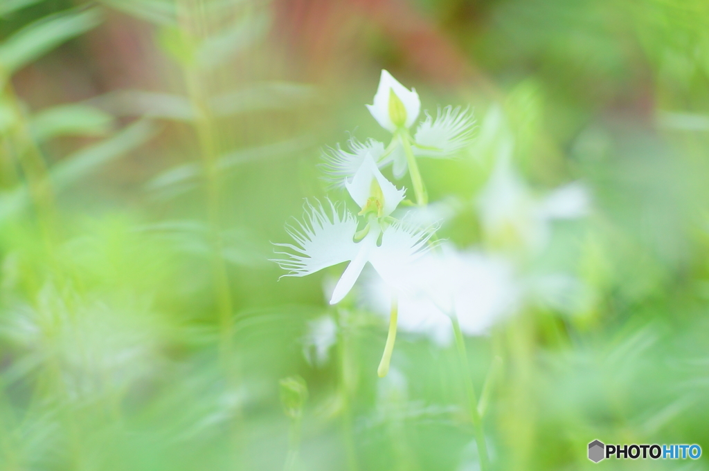 昭和記念公園　サギ草フェア６