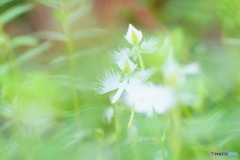 昭和記念公園　サギ草フェア６