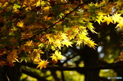 20151104 昭和記念公園 (166)