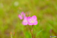 小さいけど、大きく開いて