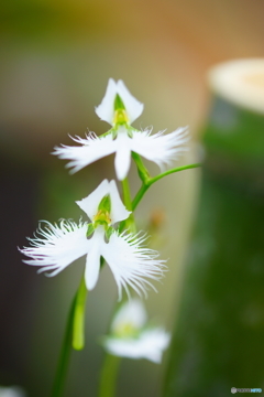 昭和記念公園　サギ草フェア２