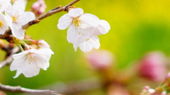 桜咲く遊歩道にて。