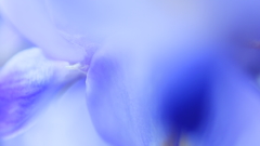 wisteria violet-2