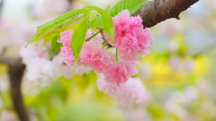 雛菊桜