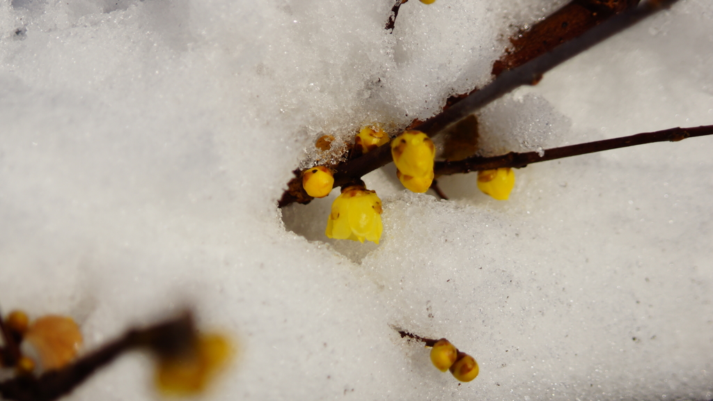 可憐な雪洞