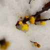 可憐な雪洞