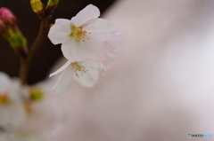 霞　桜