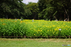 昭和記念公園　コスモス