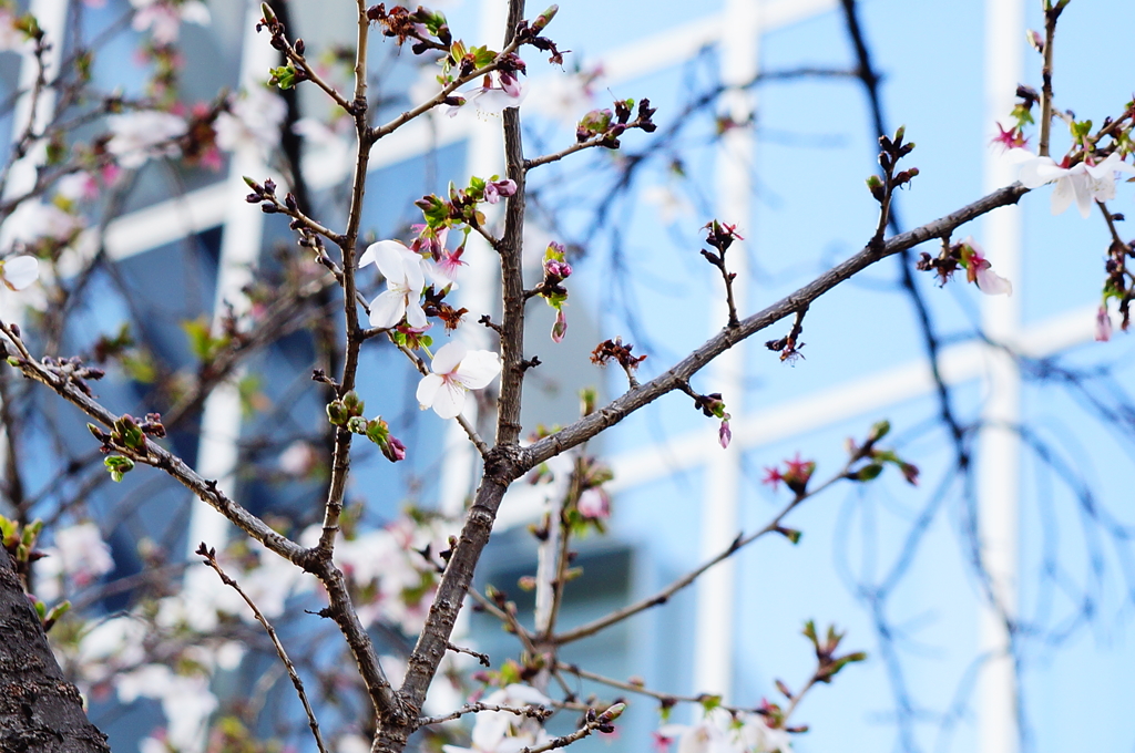シリーズ桜6：フユザクラ