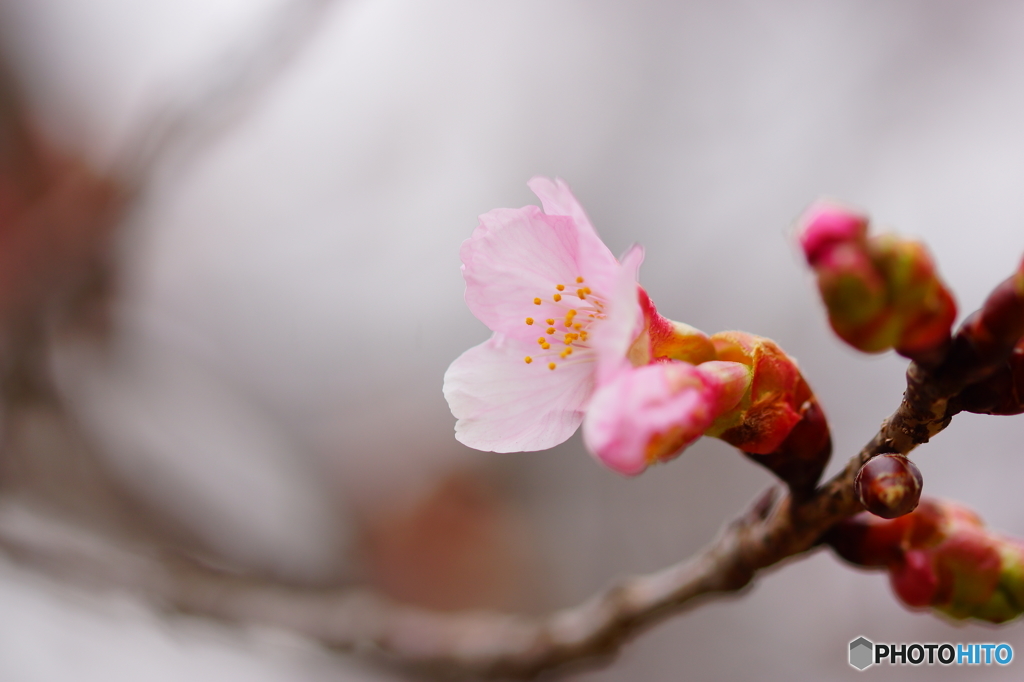 修善寺寒桜