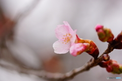 修善寺寒桜