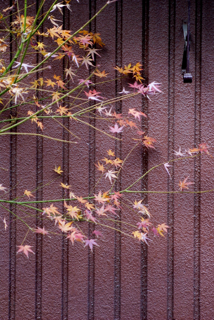 quiet color#77