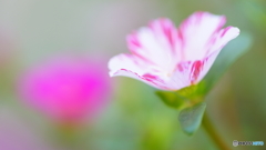 秋の花～赤紫