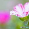 秋の花～赤紫