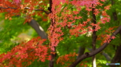 枝振り　気に入った