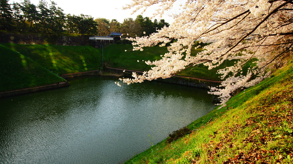 マイ桜ポイント
