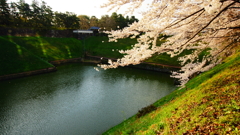 マイ桜ポイント