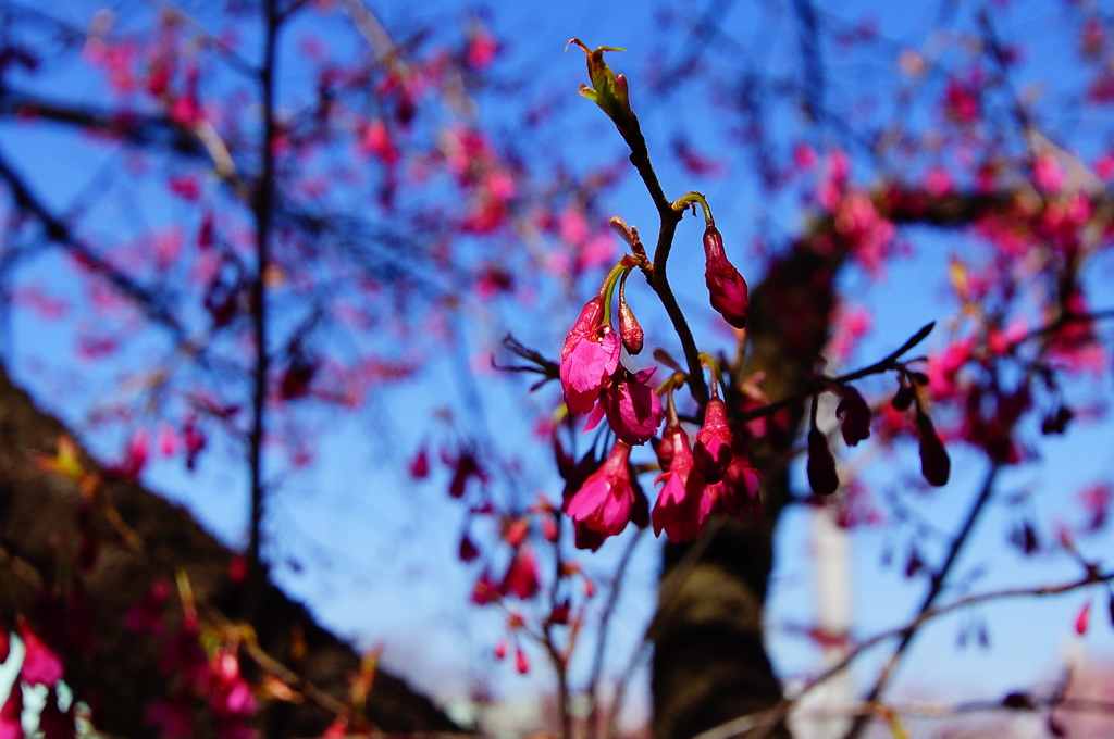 シリーズ桜5：カンヒサクラ（寒緋桜）