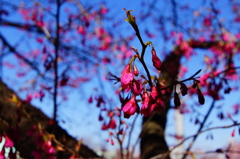 シリーズ桜5：カンヒサクラ（寒緋桜）