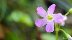 秋の草花～紫