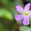 秋の草花～紫
