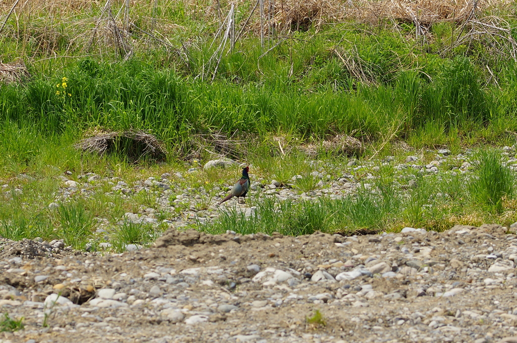 キジも鳴かずば撮られまい