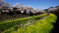 春の小川