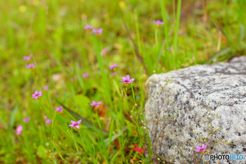 ハナニラ（ミニ？）