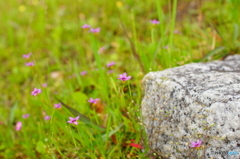 ハナニラ（ミニ？）