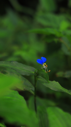 ツユクサ