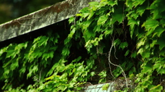 蔦