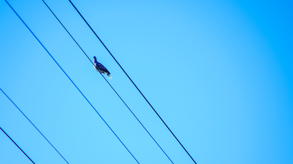 鳩