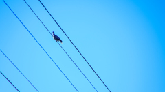 鳩