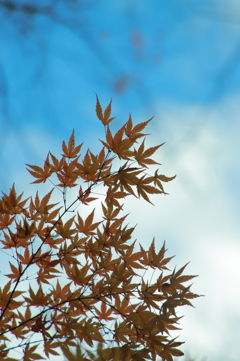 紅葉