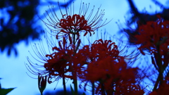 曼珠沙華