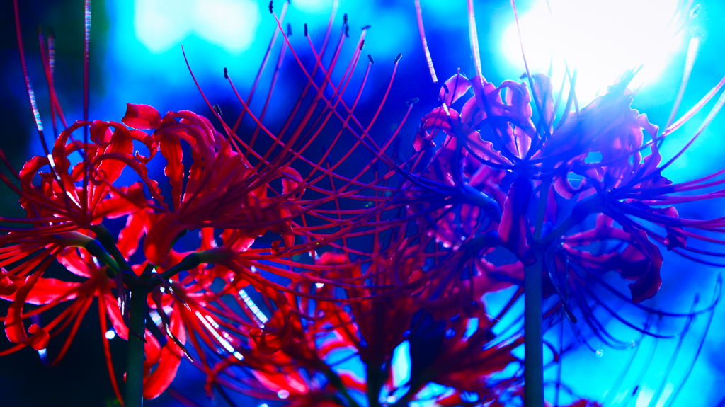 曼珠沙華