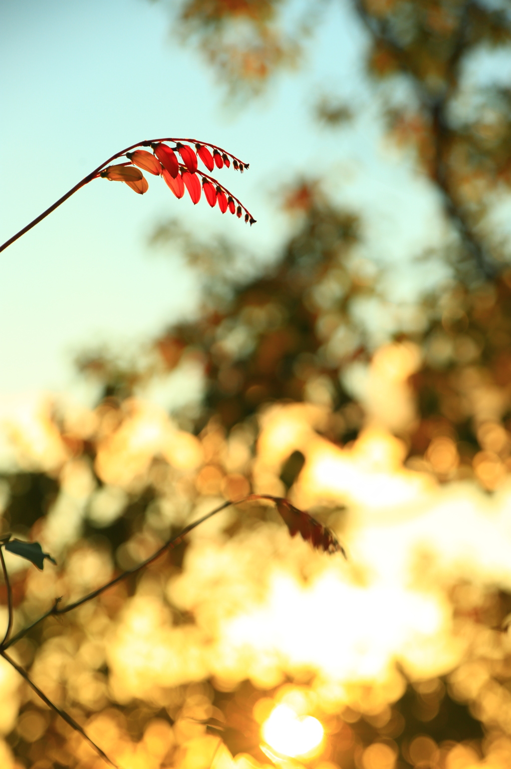 ミナ・ロバータ