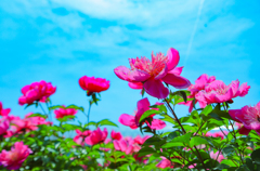 芍薬