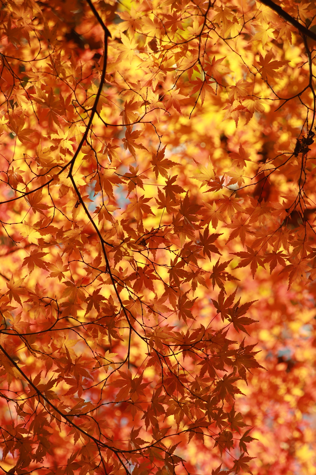 紅葉