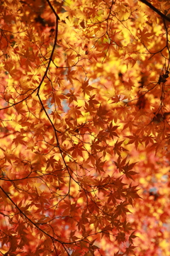 紅葉
