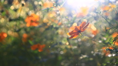 秋桜