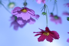 秋桜
